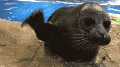 Amazing Creatures: Funny animal gifs - part 244 (10 gifs)