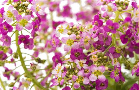 Alyssum flower isolated stock image. Image of bloom, grow - 72202249