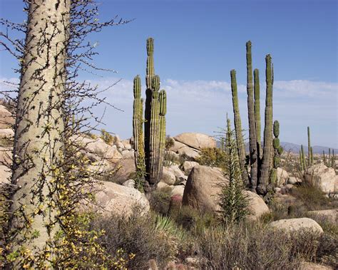 File:Baja California Desert.jpg - Wikipedia