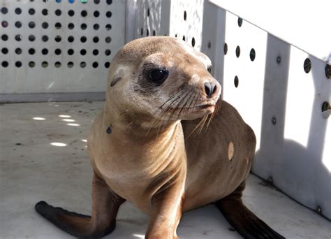 Seal or sea lion pup taken from beach, but cute doesn't mean friendly ...