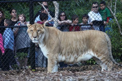 I Saw A Liger At Jungle Island, Miami