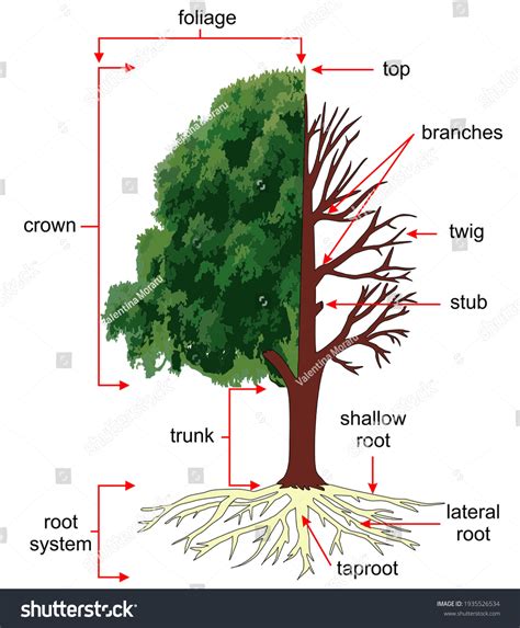 Anatomy Tree Structure Tree Stock Illustration 1935526534 | Shutterstock