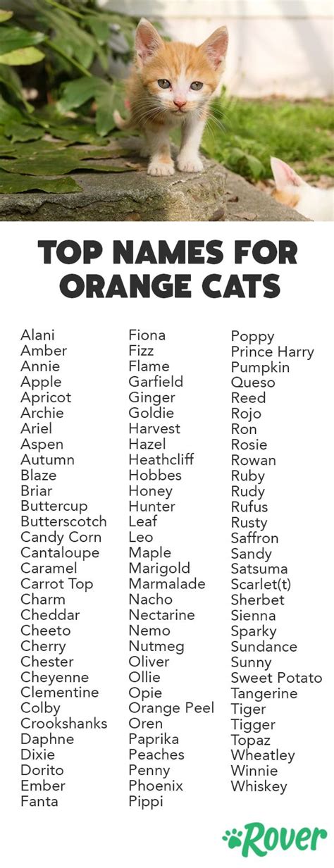 100 Best Orange Cat Names with Popularity Rankings | Cute pet names ...