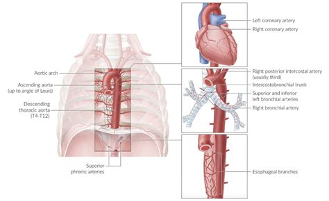 Aortic Hiatus Model