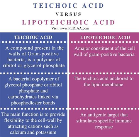 What is the Difference Between Teichoic Acid and Lipoteichoic Acid ...