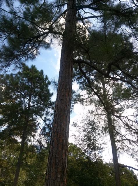 Slash Pine – Pinus elliottii | Plants, Ecology, Tree