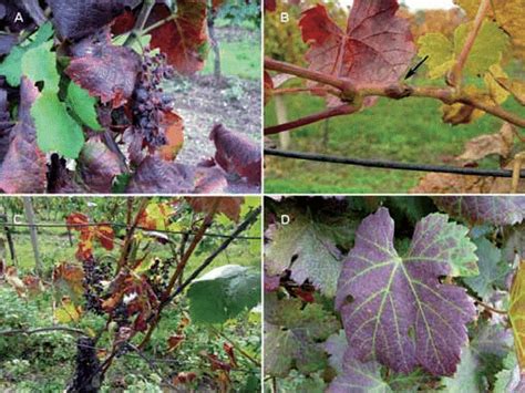 Bois noir and other non?bois noir symptoms on grapevine: (A) leaf ...