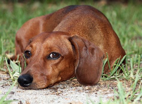 Dachshund – Information, Health, Pictures & Training Pet Paw