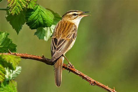 CAMBRIDGESHIRE BIRD CLUB GALLERY: Sedge Warbler