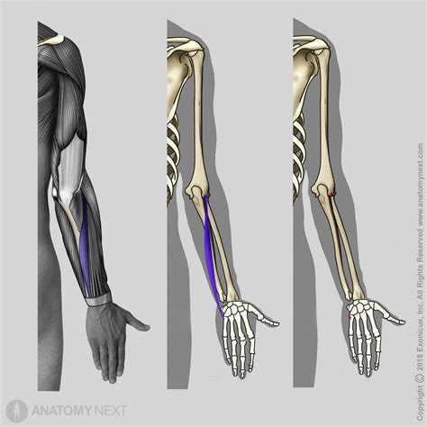 Extensor carpi ulnaris | Encyclopedia | Anatomy.app | Learn anatomy ...