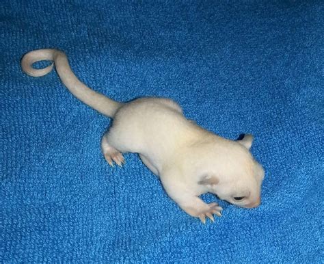 Leucistic Sugar Glider For Sale in Cary, North Carolina - Hoobly ...