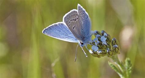 Mission Blue Butterfly | Golden Gate National Parks Conservancy