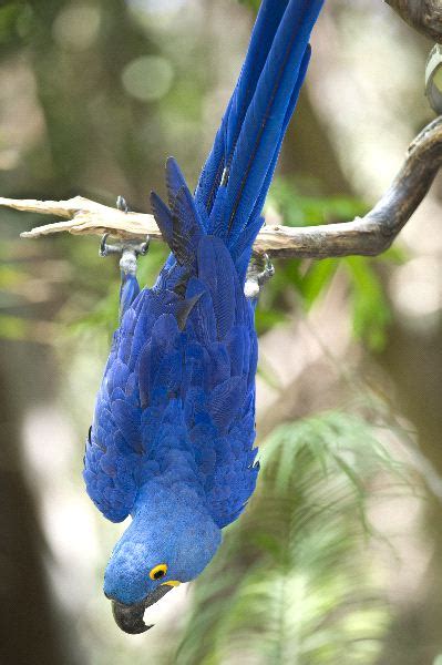 Hyacinth Macaw - Animal Facts and Information