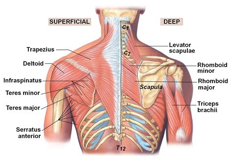 Why Upper Back Stiffness Could Be the Root Cause of Your Shoulder Pain ...