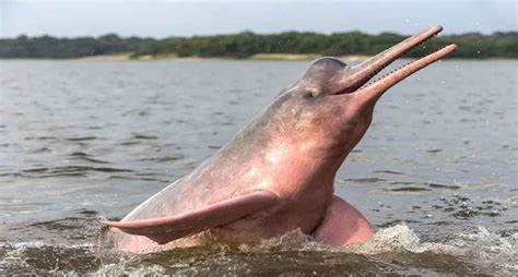 El delfín rosado del Amazonas se extinguirá en menos de 50 años, revela ...