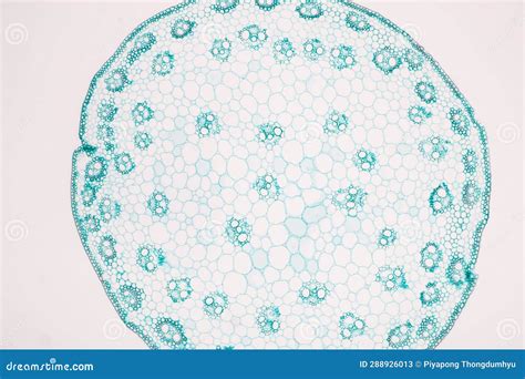 Plant Tissues Under the Microscope in the Laboratory. Stock Image ...