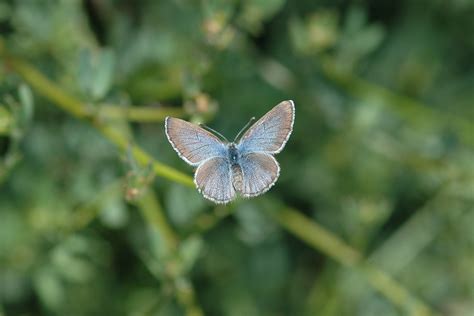 Palos Verdes blue - Alchetron, The Free Social Encyclopedia