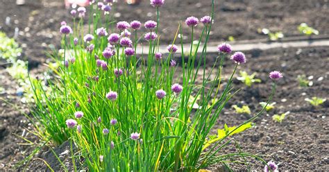 How to Grow Chives from Seed | Gardener’s Path