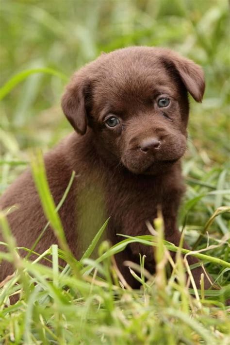 a brown puppy is sitting in the grass and looking at the camera with an ...