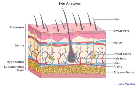 Hypodermis Layer