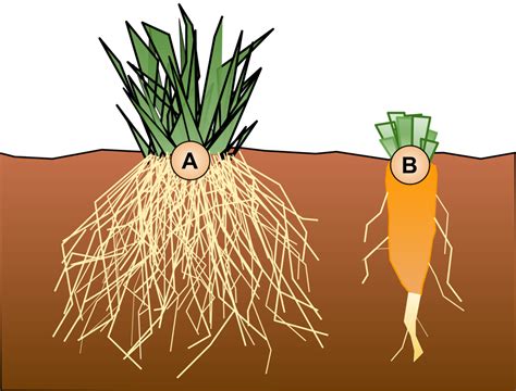 How Do Roots Work? Functions, Structure, and Human Uses - Owlcation