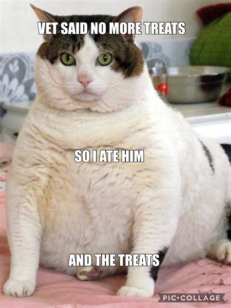 Fat Cat Memes Funny Cute Angry Grumpy Cats Memes Pinterest | SexiezPicz ...