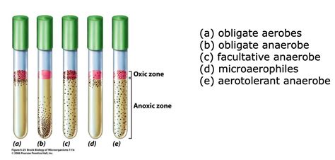 Microbiology 2. Test and Flashcards