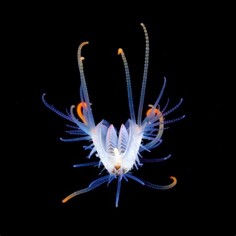 The beauty and complexity of plankton - ABC News