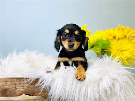 Chiweenie-DOG-Female-Black / Tan-3084021-The Barking Boutique