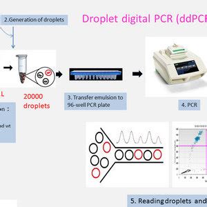 Illustration of different steps of droplet digital PCR (ddPCR) workflow ...