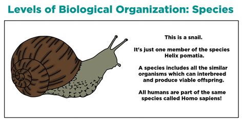 Species (Ecology) — Definition & Examples - Expii