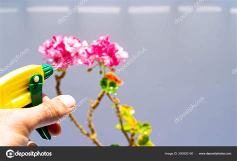 Spraying Flower Spray Bottle — Stock Photo © NariArt #390920150