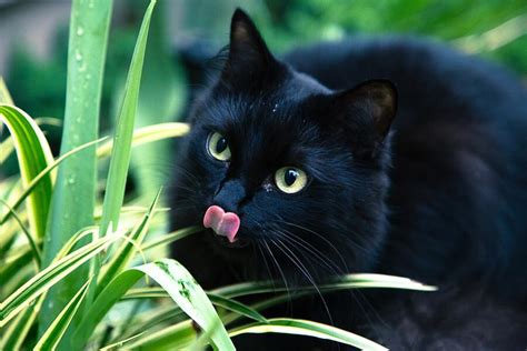 9 Spiritual Meanings of Black Cats With Green Eyes (+ Symbolism)