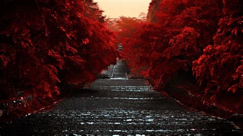 Road Between Red Autumn Trees HD Dark Aesthetic Wallpapers | HD ...