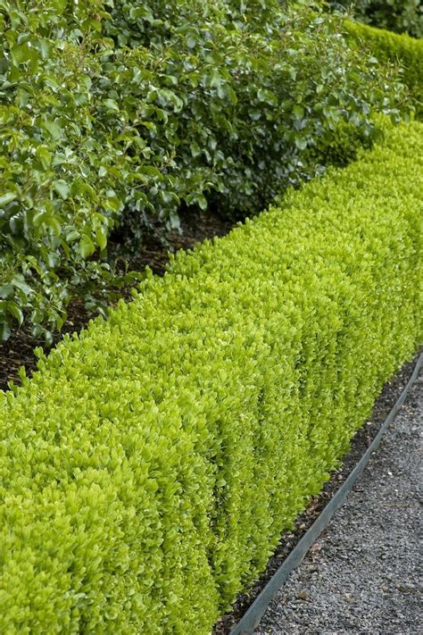 The 25+ best Garden hedges ideas on Pinterest | Hedges, Hedges ...