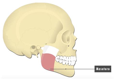 La nueva parte del cuerpo hallada por un grupo de científicos (y para ...