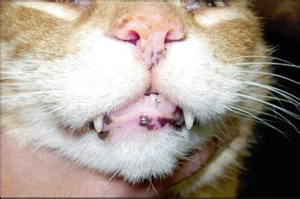 Lentigo In Cats Nose - Lentigo Simplex Veterian Key - The most common ...