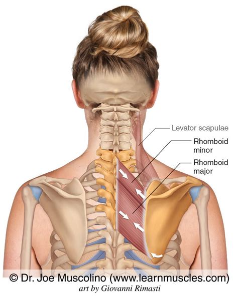 Rhomboid Attachment