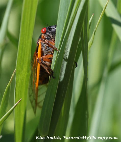 Cicada Mania – Nature is my Therapy