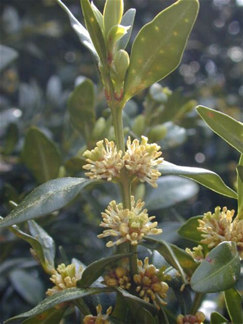 Buxus sempervirens