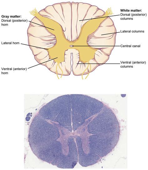 Histology - Spinal Cord and Ganglion