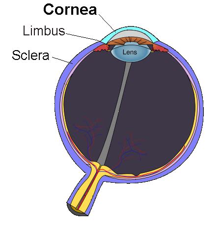 Cornea - Simple English Wikipedia, the free encyclopedia