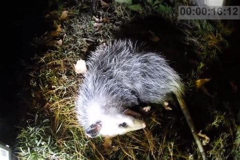 Watch: Man leaves camera to record 'dead' opossum coming back to life ...