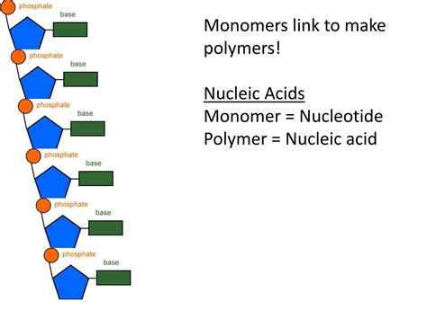 PPT - Nucleic Acids PowerPoint Presentation, free download - ID:6776197