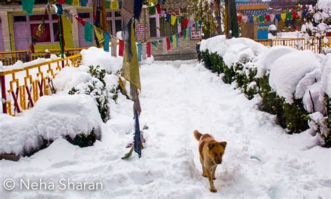 Kullu-Manali Snowfall Photos 2014 | Himachal Watcher