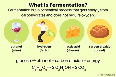 What Is Fermentation? Definition and Examples