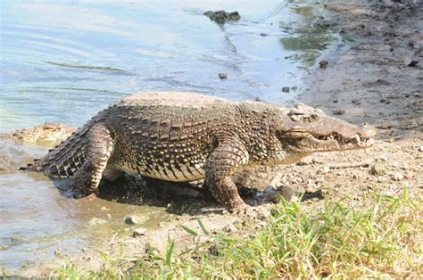 Cuban Crocodile Facts and Pictures