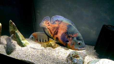 Large Oscar Cichlid and Tank Mates - YouTube