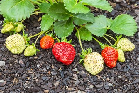 Juicy Fresh Strawberries Growing on Strawberry Plant in Organic Garden ...