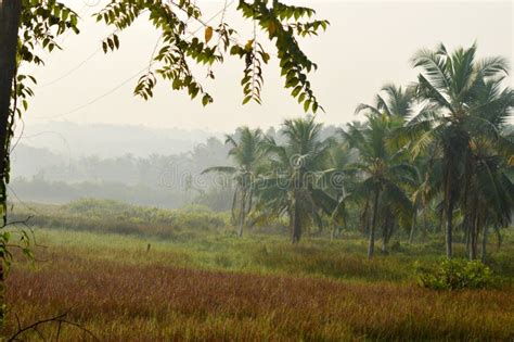 Coconut Farm in Kerala Village Stock Photo - Image of farm, plant ...